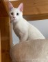 Tenor (2)8